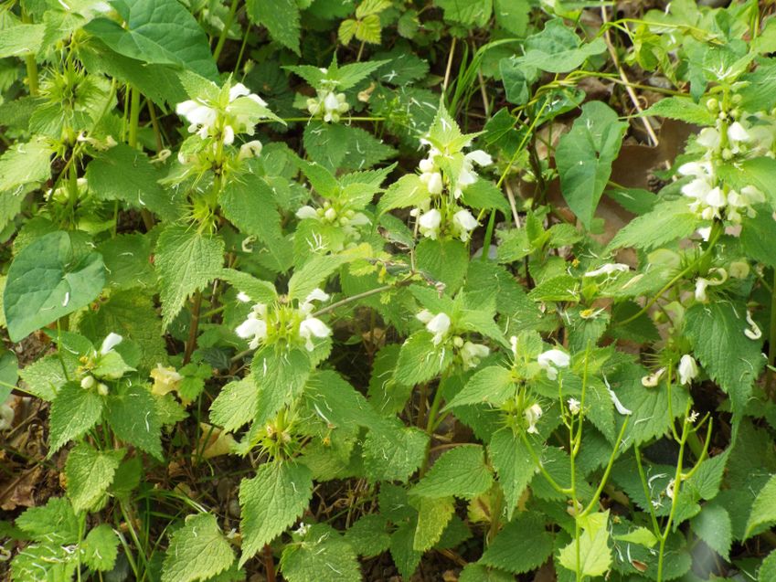 Lamium album e Lamium galeobdolon