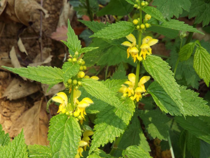 Lamium album e Lamium galeobdolon