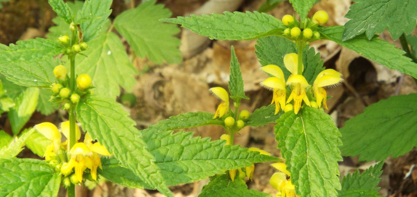 Lamium album e Lamium galeobdolon