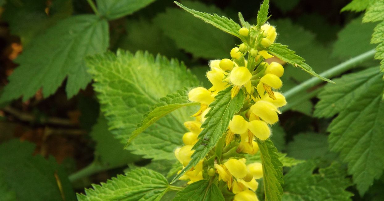 Lamium album e Lamium galeobdolon