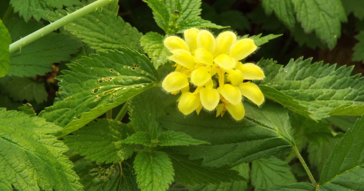 Lamium album e Lamium galeobdolon