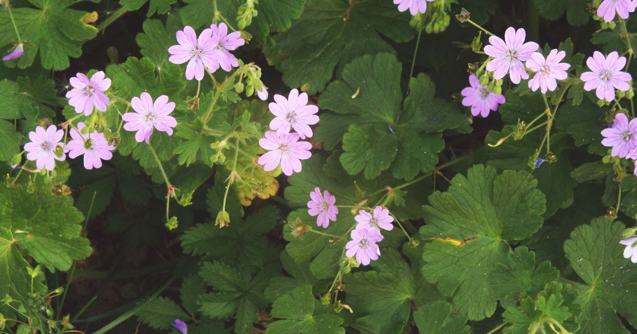 Geranium molle