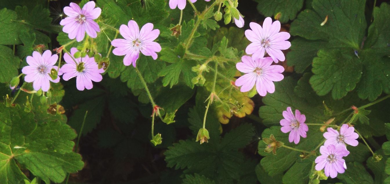 Geranium molle