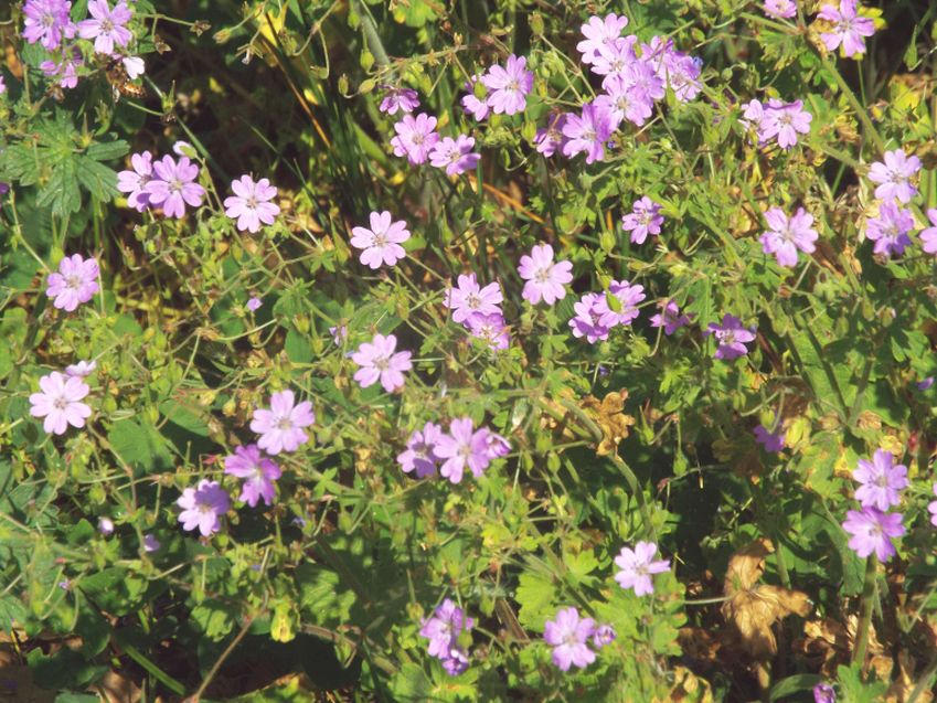 Geranium molle