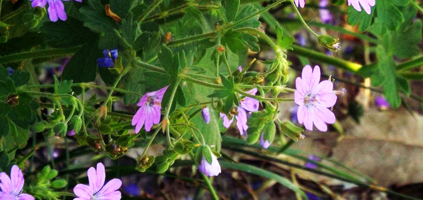 Geranium molle