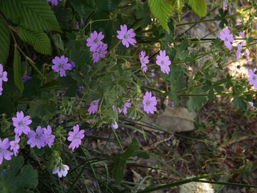 Geranium molle