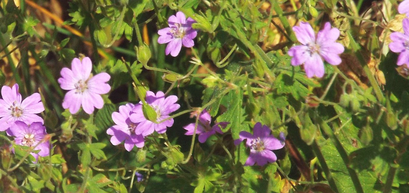 Geranium molle