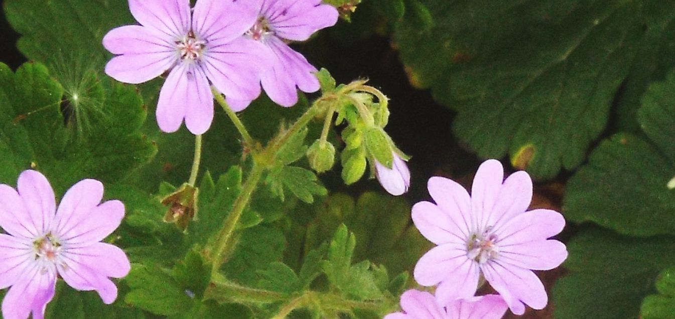 Geranium molle