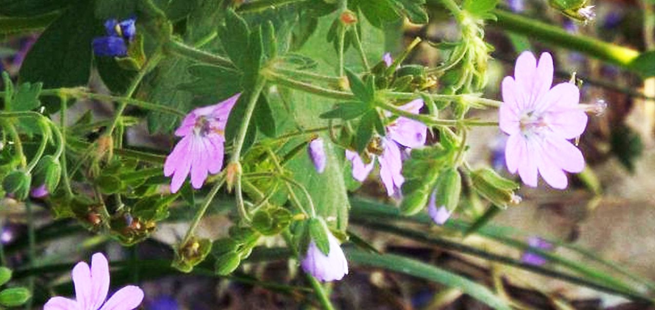 Geranium molle