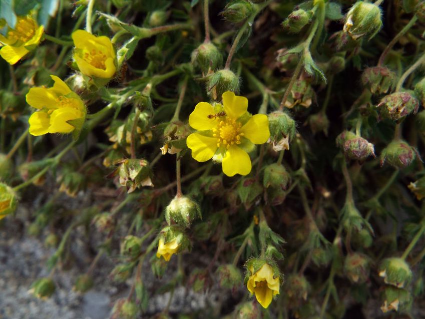 Potentilla tabernaemontani (Rosaceae)