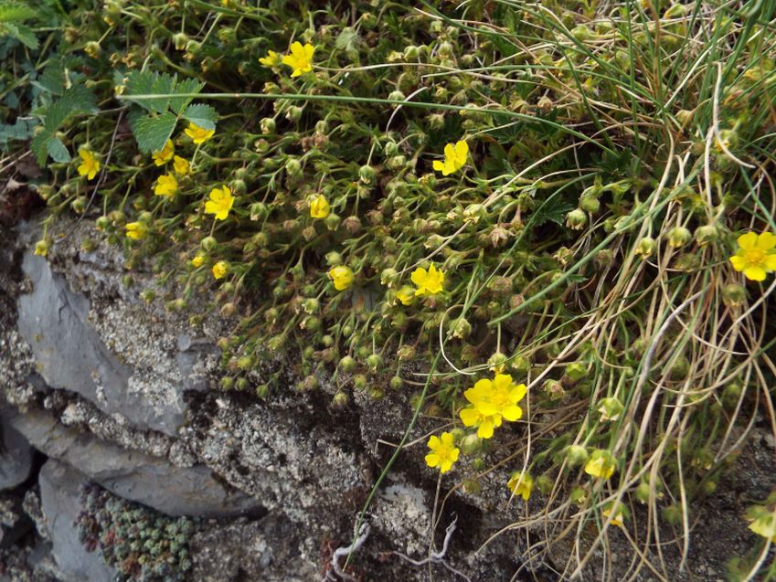 Potentilla tabernaemontani (Rosaceae)