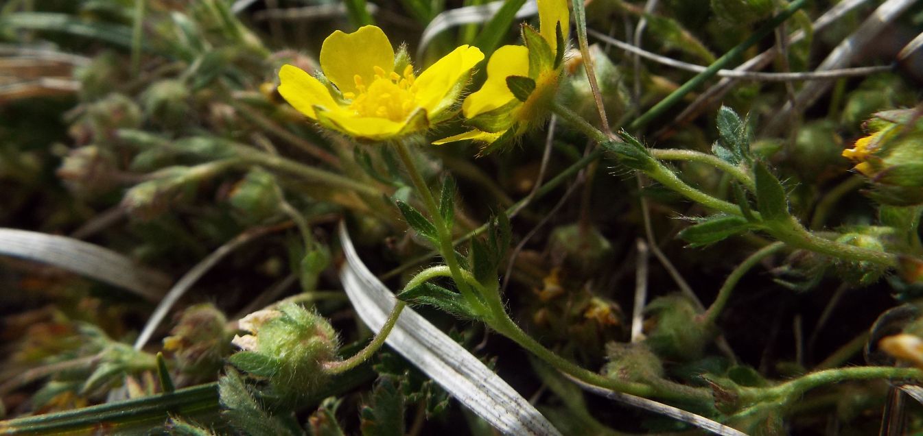 Potentilla tabernaemontani (Rosaceae)