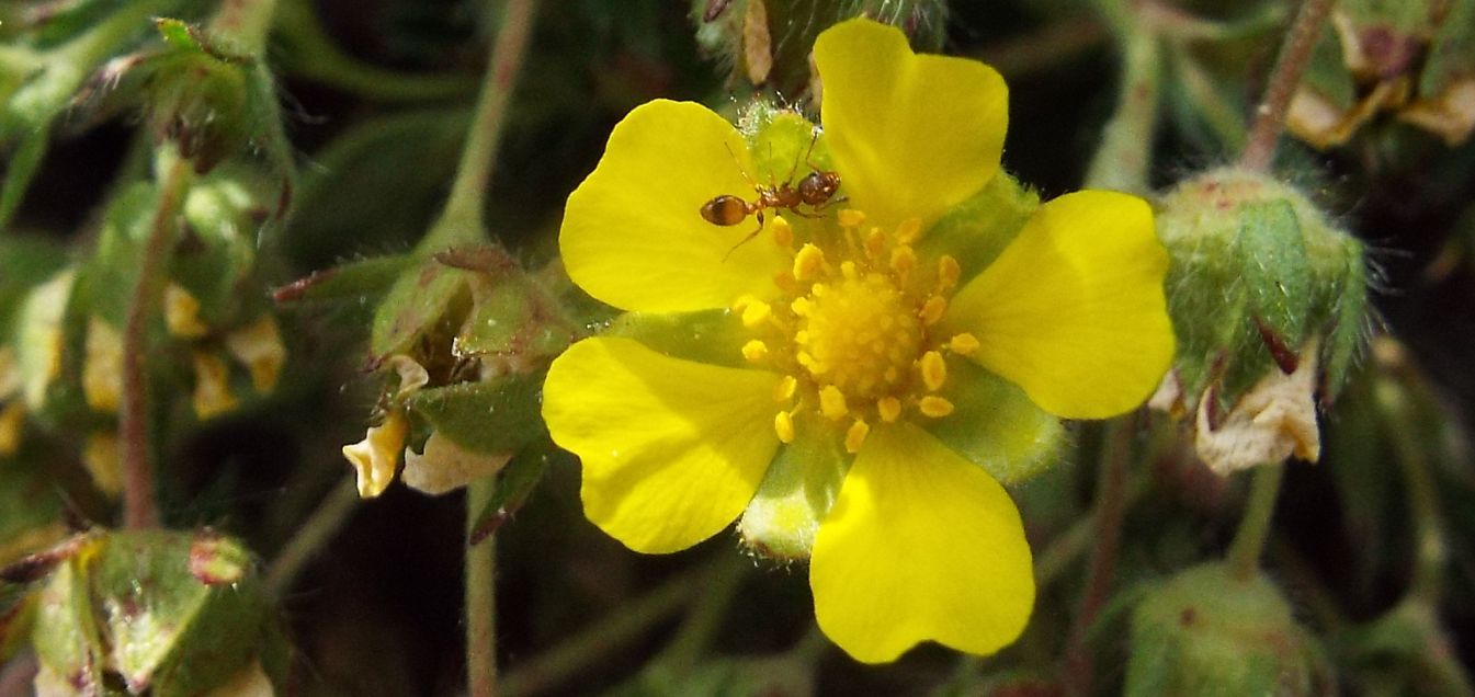 Potentilla tabernaemontani (Rosaceae)