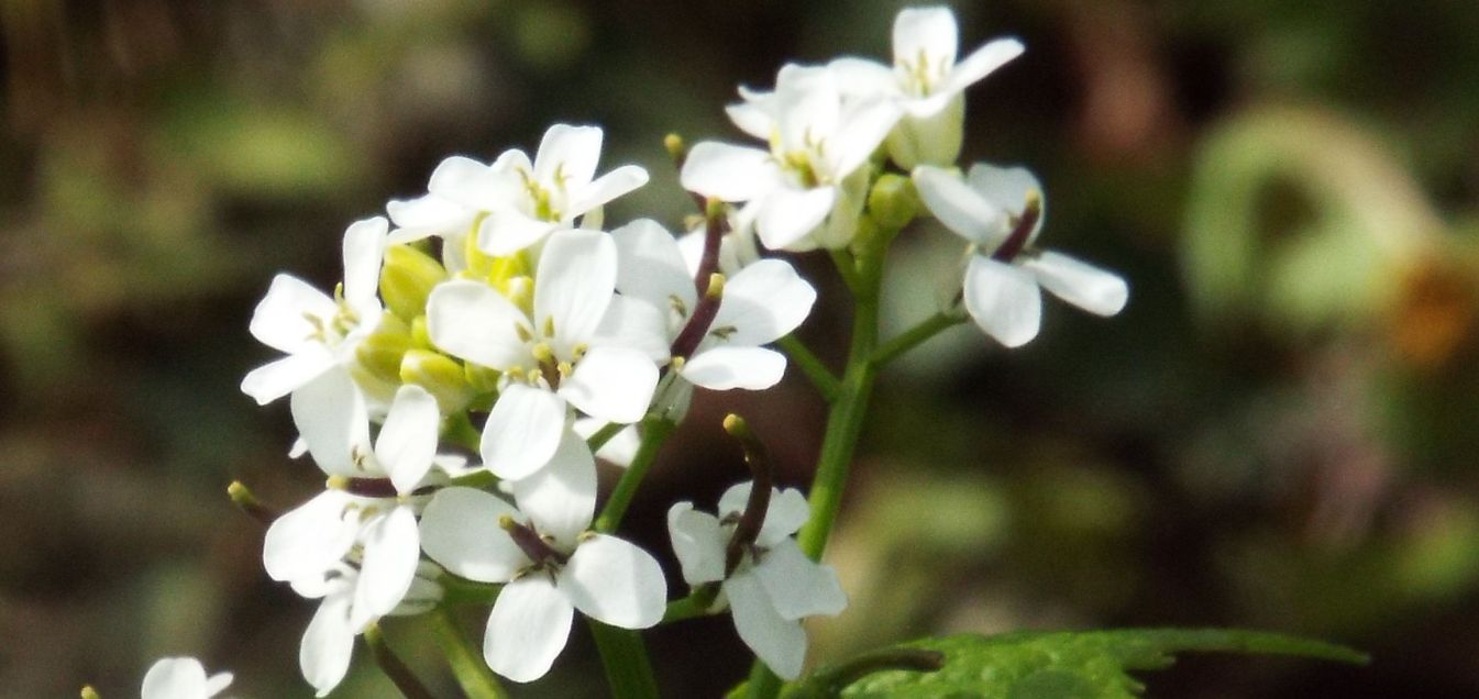 Alliaria petiolata / Alliaria comune