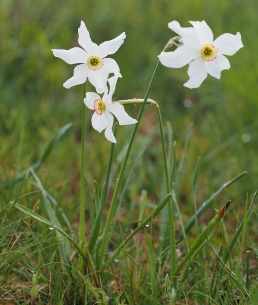 Giunchiglie....Narcissus poeticus (Amaryllidaceae)