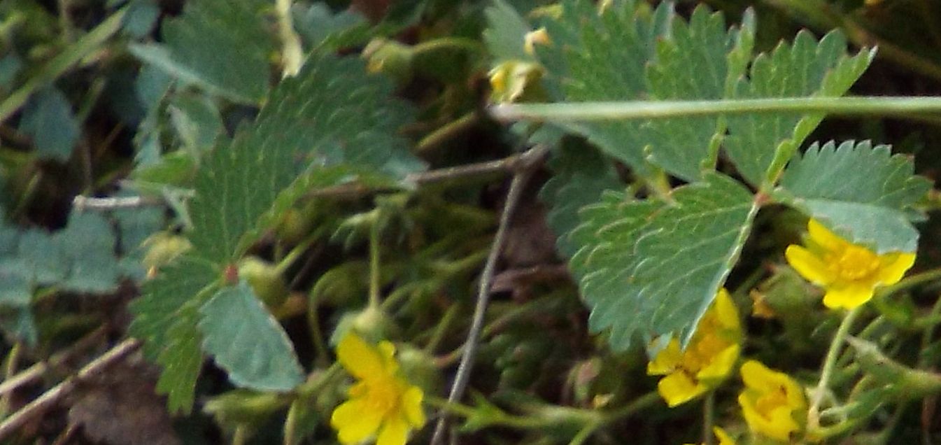 Potentilla tabernaemontani (Rosaceae)