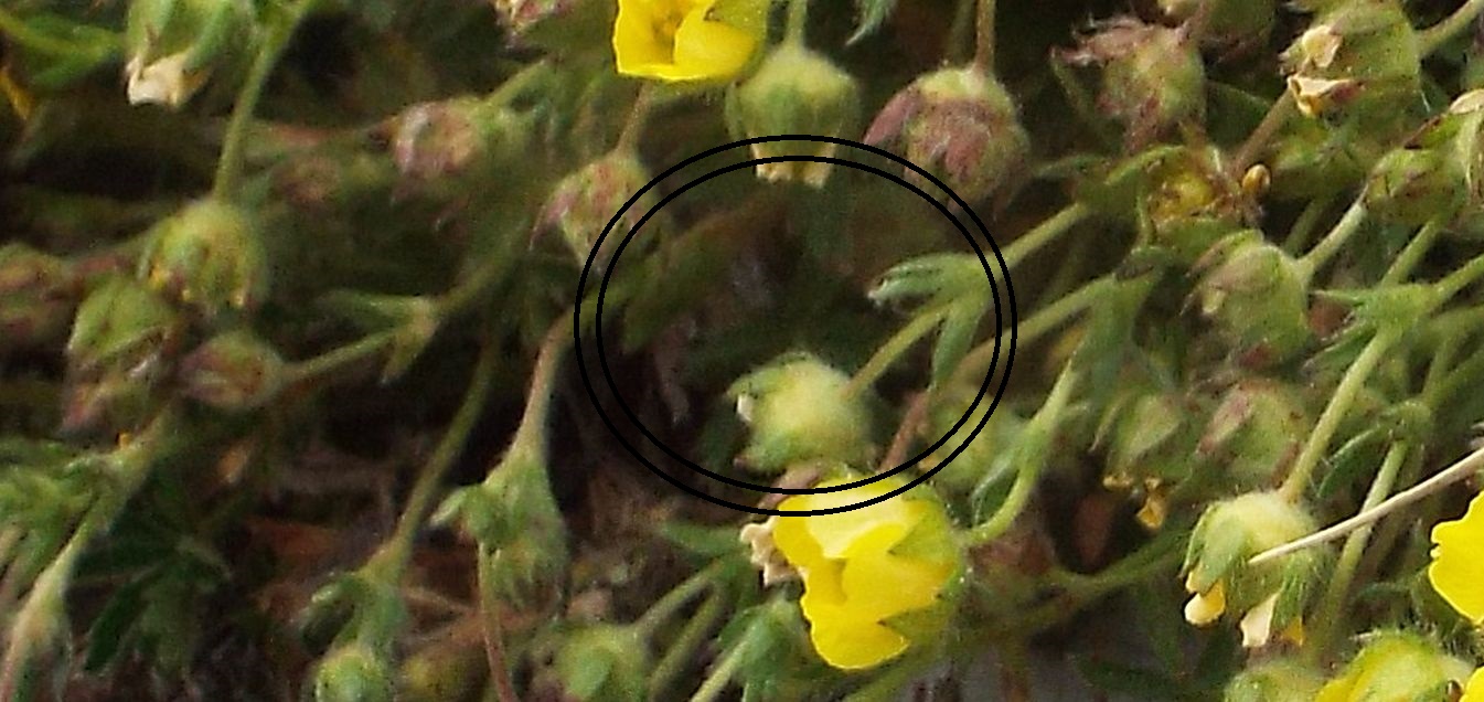 Potentilla tabernaemontani (Rosaceae)