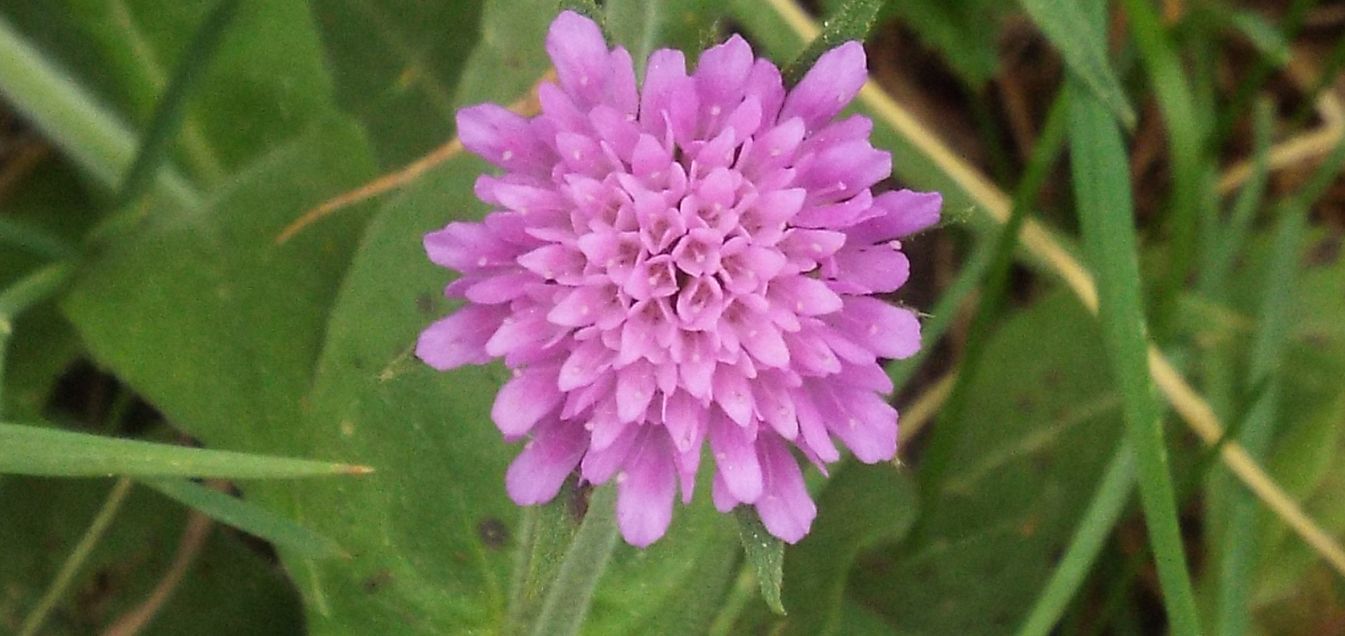 Knautia cfr. drymeia (Caprifoliaceae)
