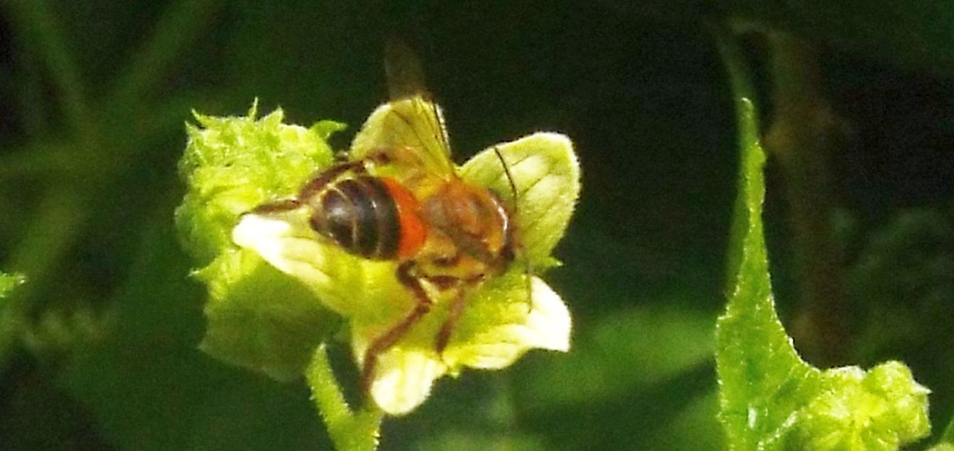 Apidae Andreninae:   Andrena sp.