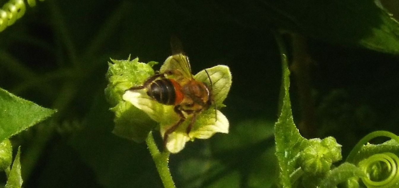 Apidae Andreninae:   Andrena sp.