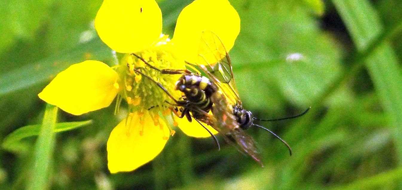 Erano molto impegnati...Cephidae:  Cephus sp.