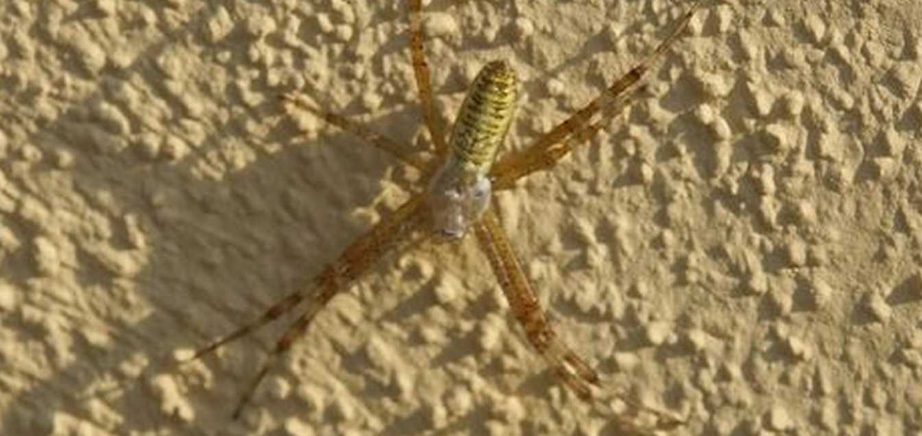 Argiope bruennichi, giovane femmina - Ostiglia (MN)