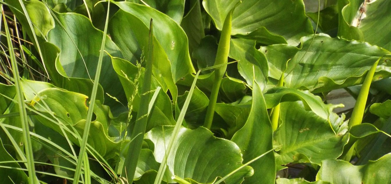 Calla palustris ?  No, Zantedeschia aethiopica (Araceae)