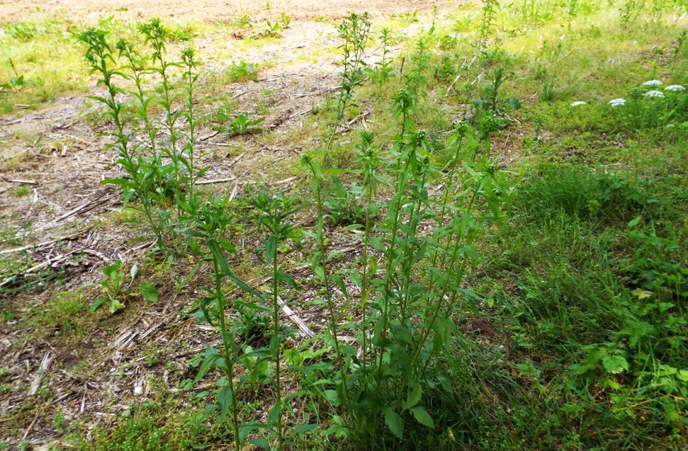 Erigeron annuus (Asteraceae)