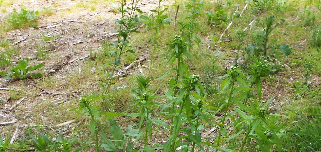 Erigeron annuus (Asteraceae)