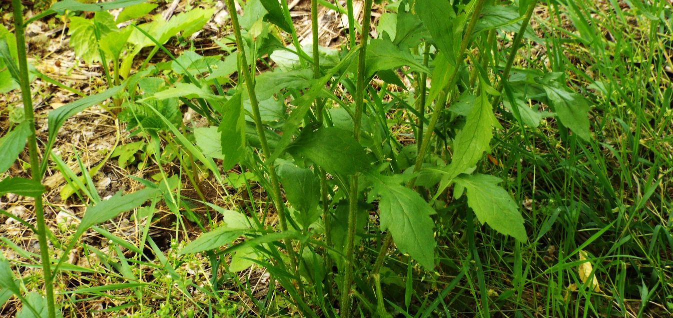 Erigeron annuus (Asteraceae)