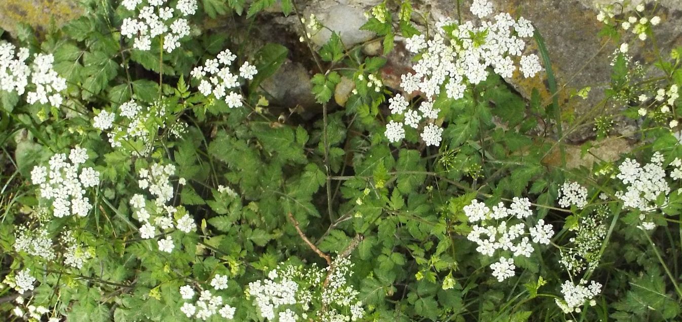 Apiaceae: Chaerophyllum sp.