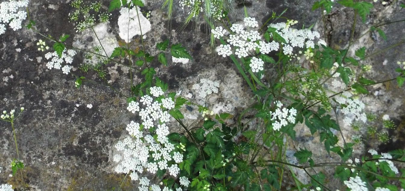 Apiaceae: Chaerophyllum sp.