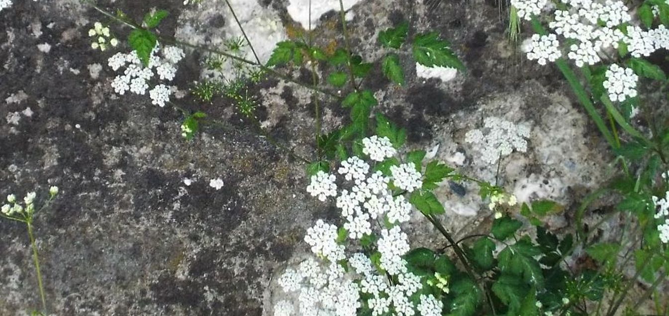 Apiaceae: Chaerophyllum sp.