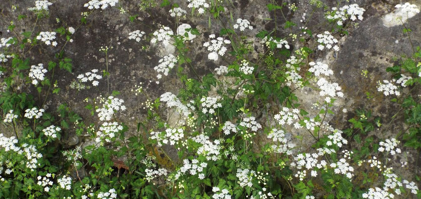 Apiaceae: Chaerophyllum sp.