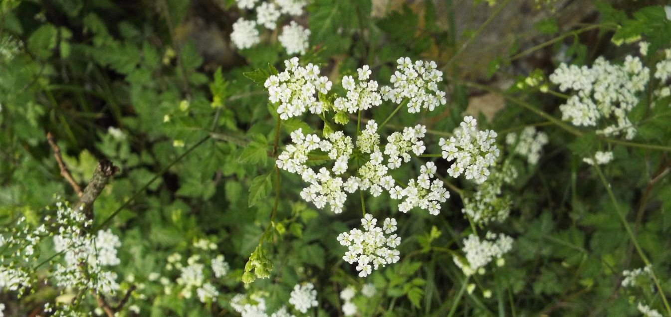 Apiaceae: Chaerophyllum sp.