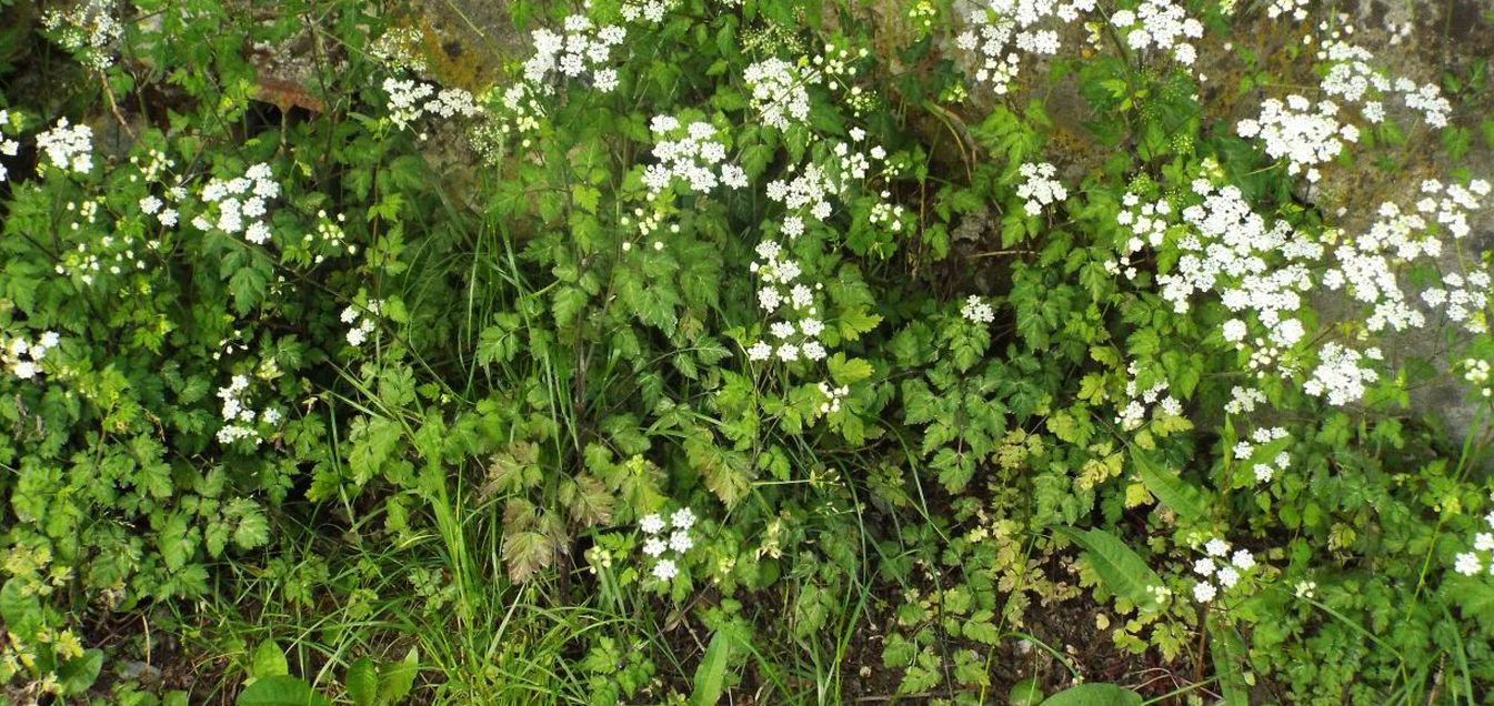 Apiaceae: Chaerophyllum sp.