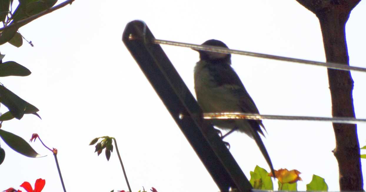 Cinciallegra (Parus major) ?  S, giovane