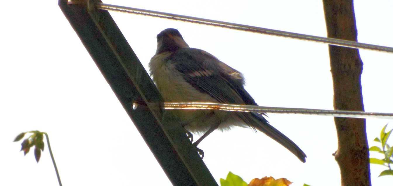 Cinciallegra (Parus major) ?  S, giovane