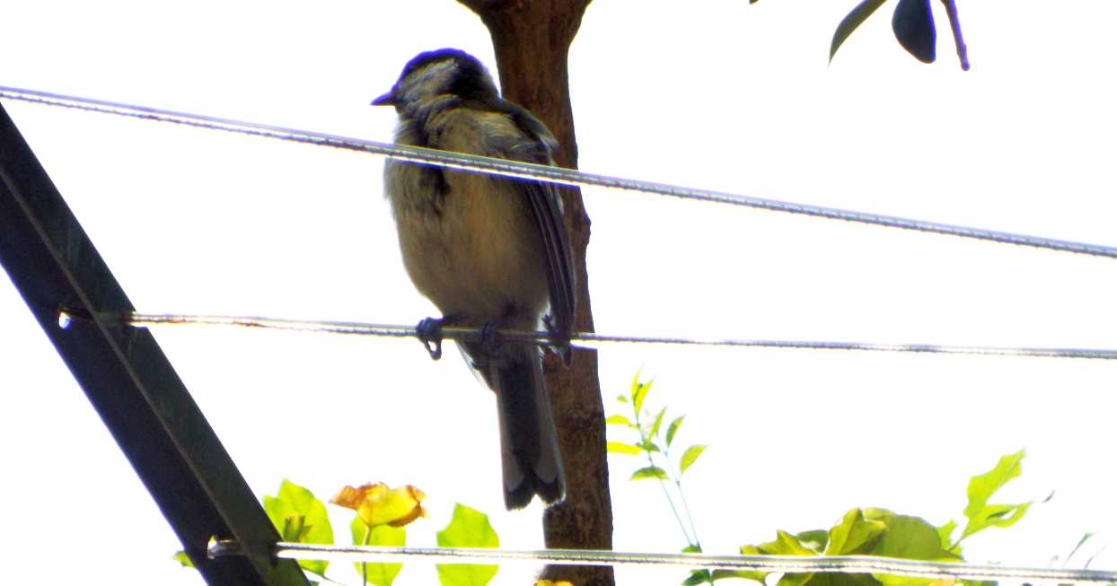 Cinciallegra (Parus major) ?  S, giovane