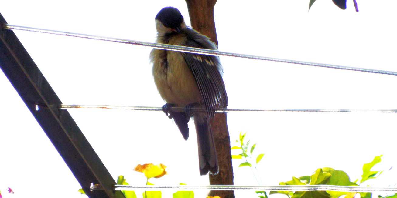 Cinciallegra (Parus major) ?  S, giovane