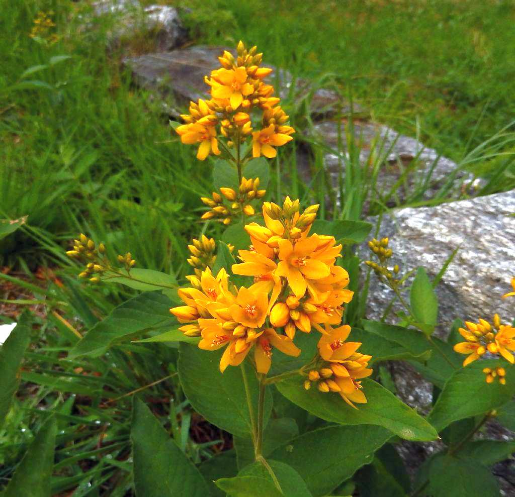 Lysimachia vulgaris