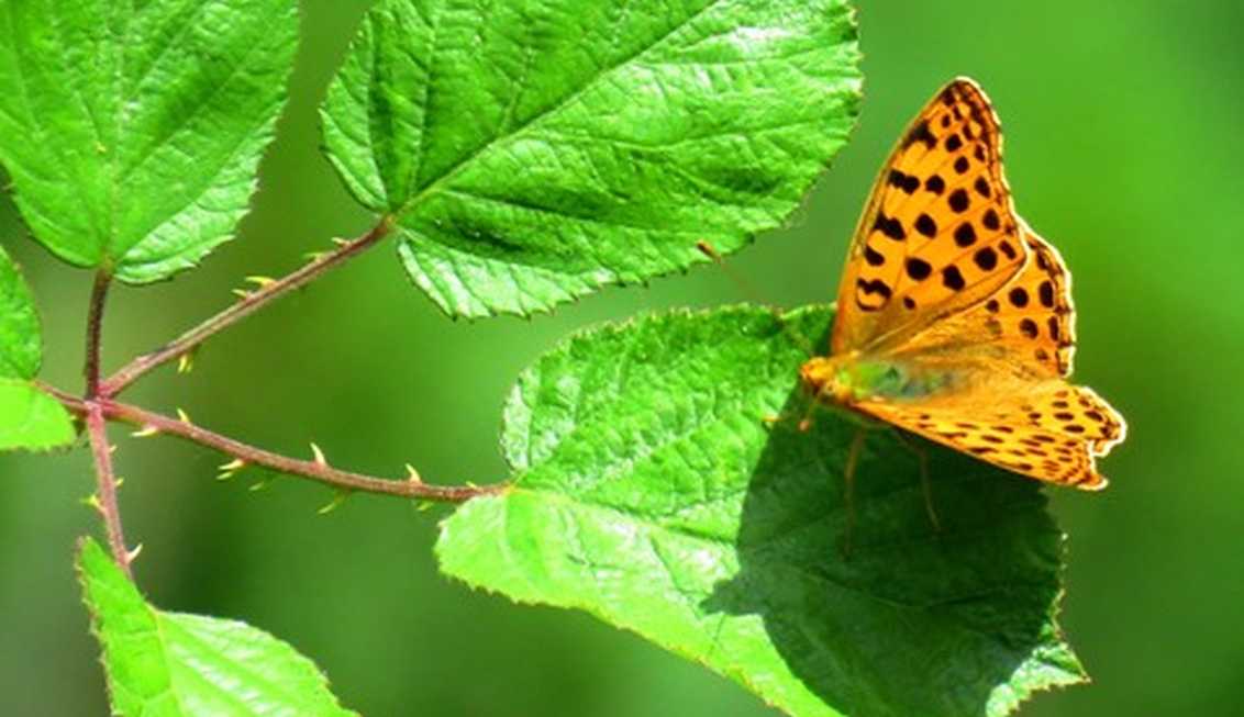 Argynnis?   No, Issoria lathonia