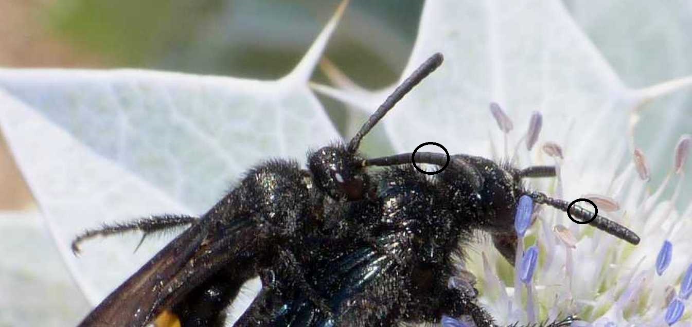 Apidae?  No, Scoliidae: Scolia hirta, maschio