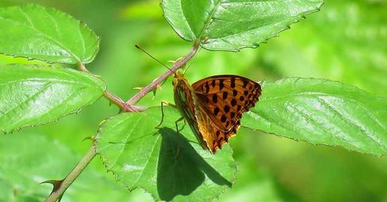 Argynnis?   No, Issoria lathonia