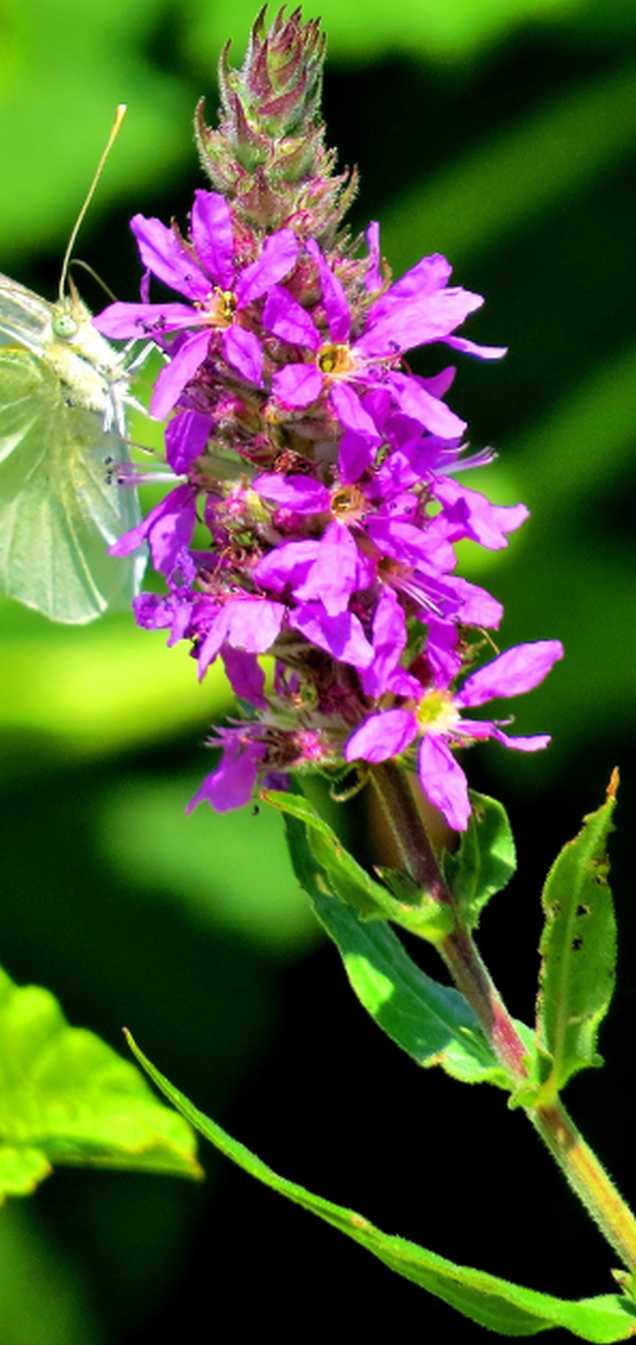 Lythrum salicaria (Lythraceae)