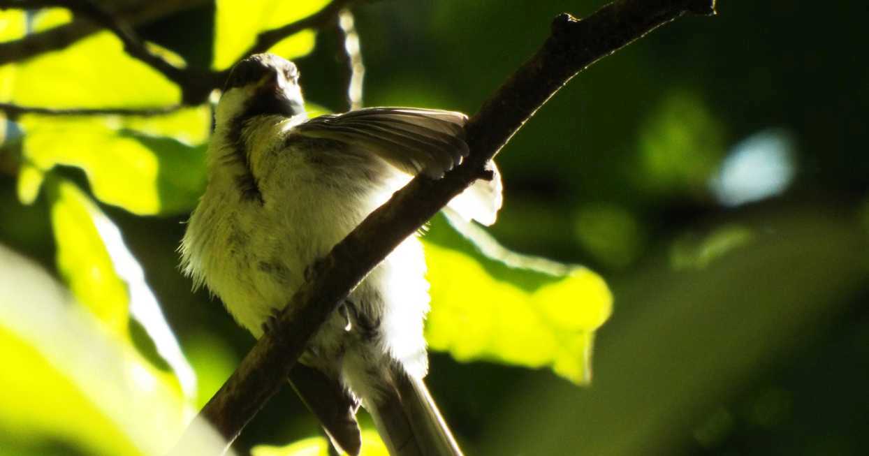 giovane Cinciallegra (Parus major)