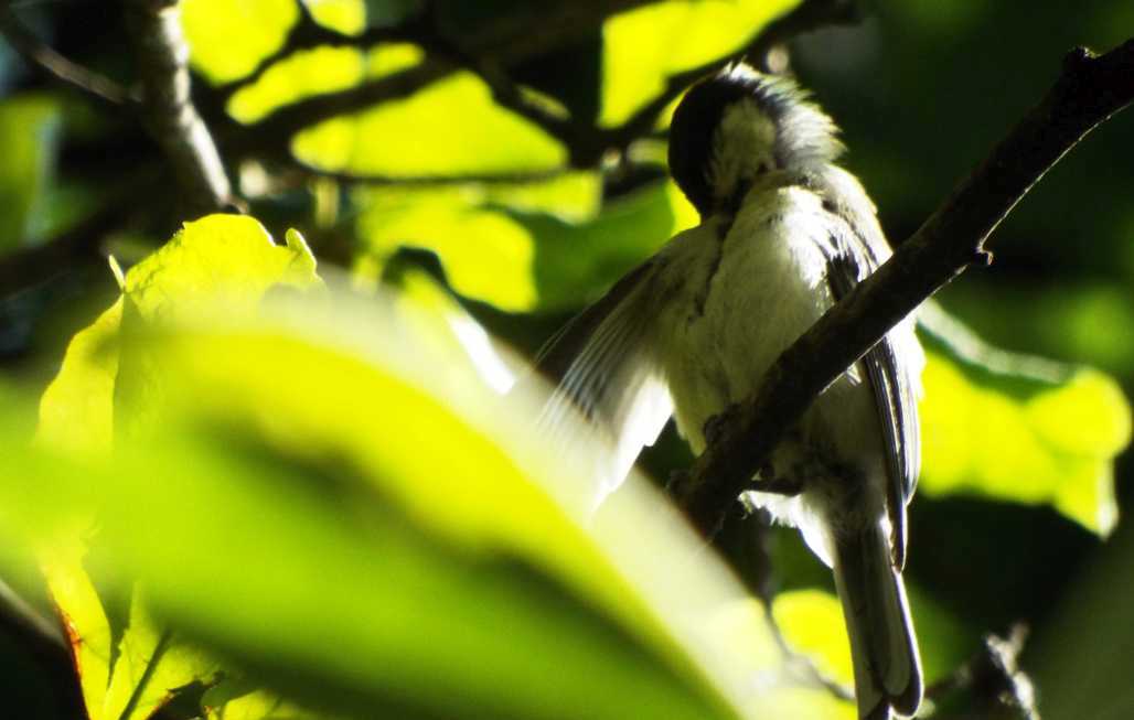 giovane Cinciallegra (Parus major)