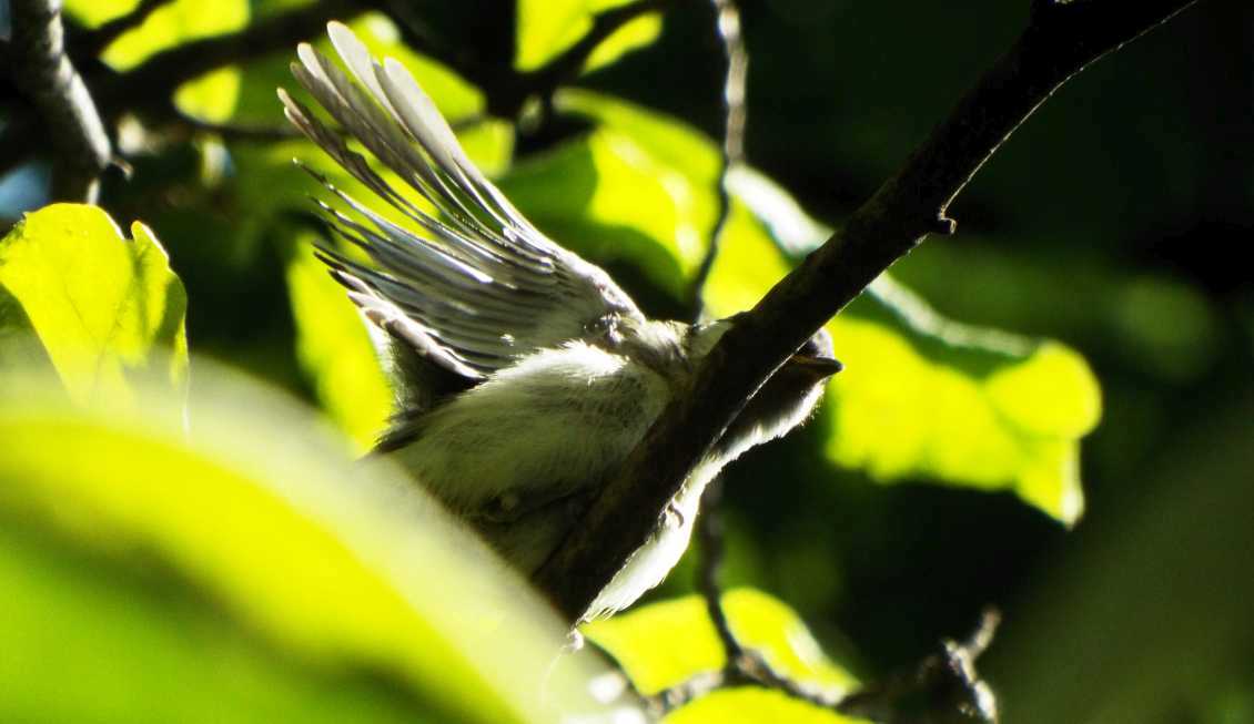 giovane Cinciallegra (Parus major)