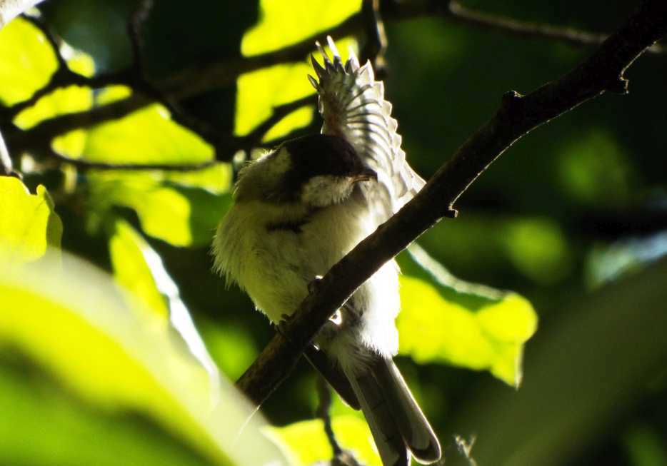 giovane Cinciallegra (Parus major)