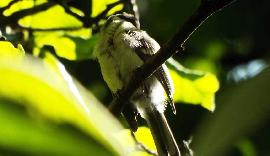 giovane Cinciallegra (Parus major)